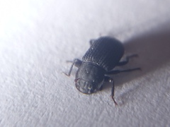 Bolitophagus reticulatus