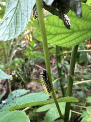 Colobura dirce wolcotti
