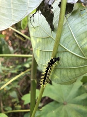 Colobura dirce wolcotti