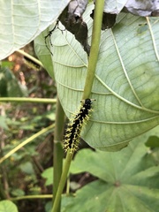 Colobura dirce wolcotti