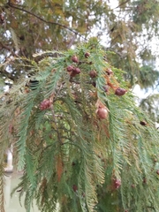 Taxodium distichum