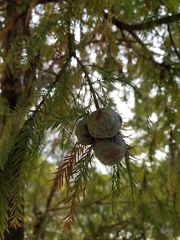 Taxodium distichum