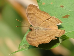 Junonia iphita