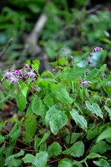 Epimedium koreanum