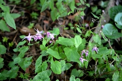 Epimedium koreanum