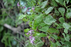 Epimedium koreanum