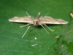 Hydriris