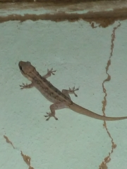 Phyllopezus pollicaris