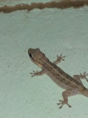 Phyllopezus pollicaris