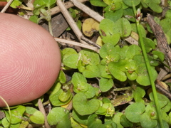 Nertera scapanioides