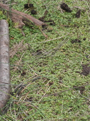 Nertera scapanioides