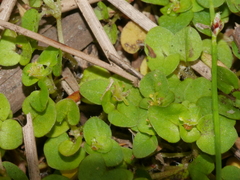 Nertera scapanioides