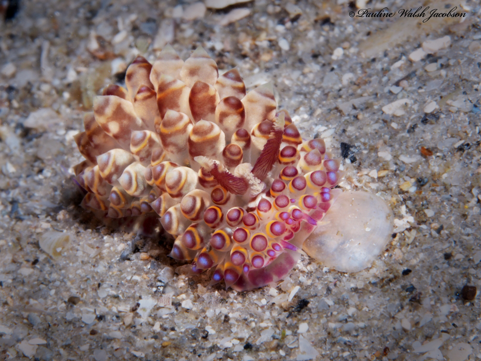 Janolus flavoanulatus