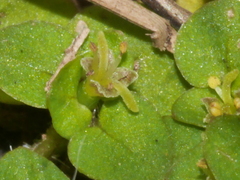 Nertera scapanioides