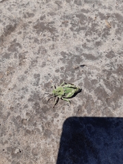 Spathalium audouinii