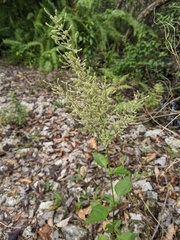 Iresine diffusa image