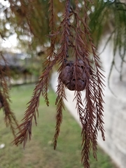 Taxodium distichum
