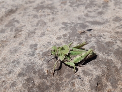 Spathalium audouinii