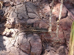 Sceloporus variabilis