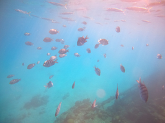 Abudefduf saxatilis