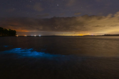Noctiluca scintillans