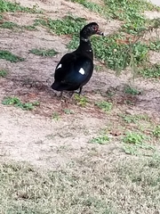 Cairina moschata domestica