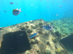 Abudefduf saxatilis