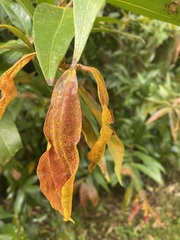 Austropuccinia psidii