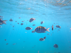 Abudefduf saxatilis