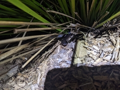 Stegonotus australis