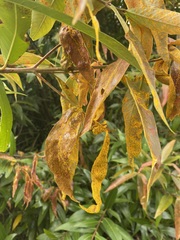 Austropuccinia psidii
