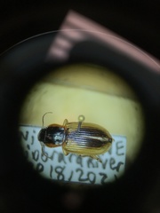 Anisodactylus discoideus