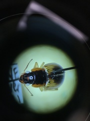 Anisodactylus discoideus