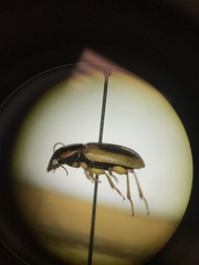 Anisodactylus discoideus
