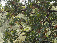 Quercus ithaburensis macrolepis