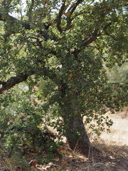 Quercus ithaburensis macrolepis