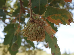 Quercus ithaburensis macrolepis