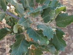 Quercus ithaburensis macrolepis