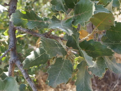 Quercus ithaburensis macrolepis
