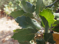Quercus ithaburensis macrolepis