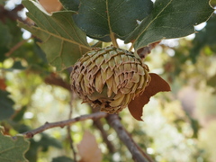 Quercus ithaburensis macrolepis