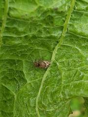 Chalepistes compressus