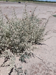 Atriplex undulata