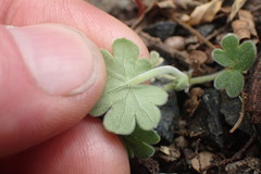 Geranium traversii