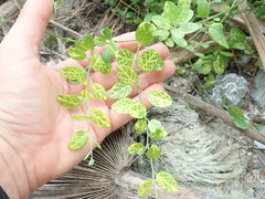 Piperales