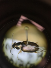 Bembidion confusum