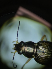 Bembidion confusum