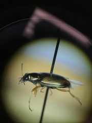 Bembidion confusum