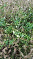 Heliotropium angiospermum