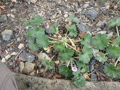 Geranium traversii